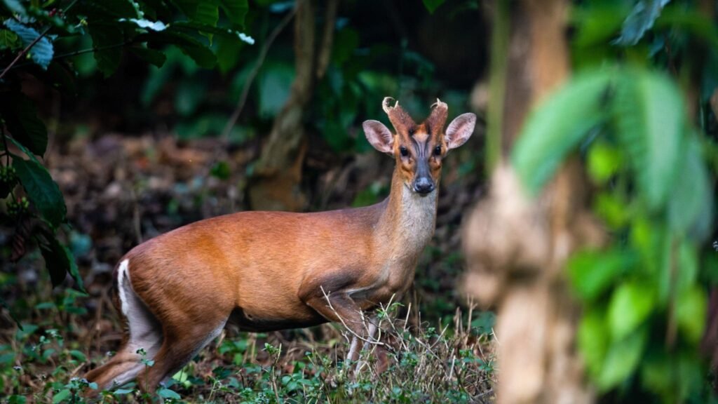 Jeep Safari at Topslip – Anamalai Tiger Reserve