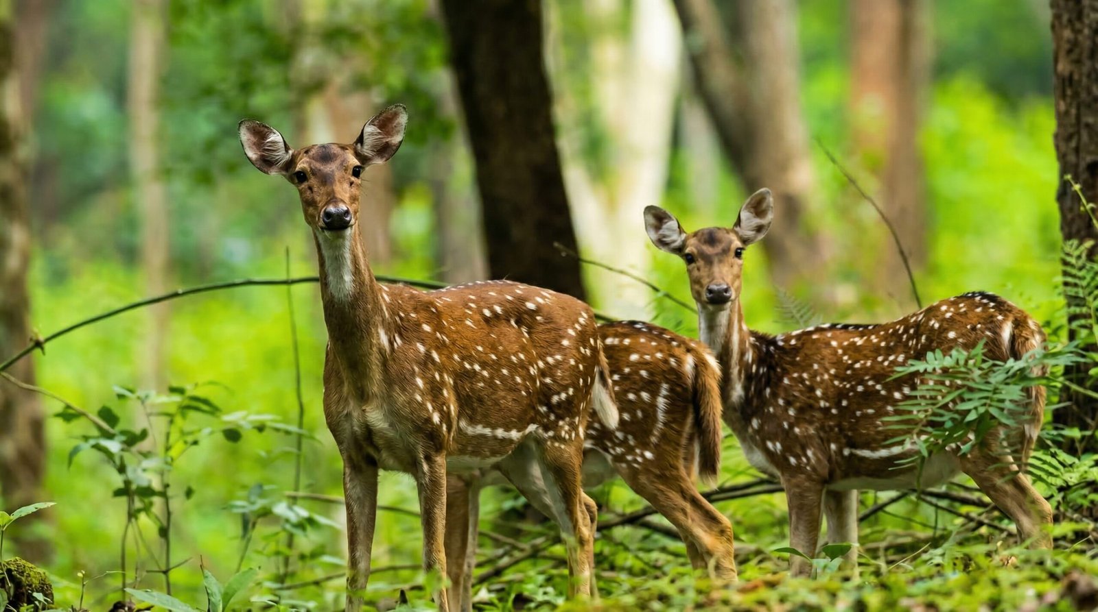 Pollachi 2 Day Trip Plan: The Perfect Weekend Itinerary